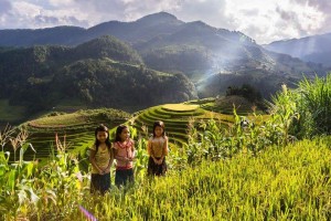 vietnam-rice-fields