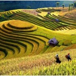 Meilleure période pour partir au Vietnam