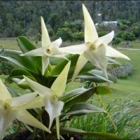 MADAGASCAR, une destination Idéale pour Naturalistes et Amoureux de la Nature