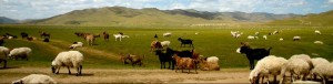 Voyage Mongolie1