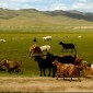 5 lieux à découvrir lors d’un voyage en Mongolie