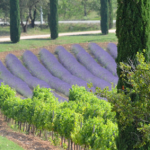 La route des vins  rosés  de Provence  4 jours