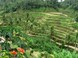 ubud-photo-bali-min