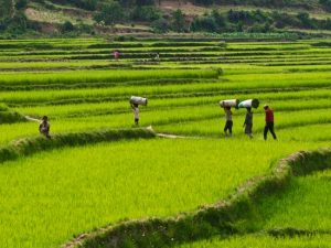 voyage-circuit-culturel-madagascar-ferme