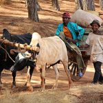 Voyage au Madagascar