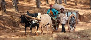 voyage-circuit-culturel-madagascar-paysan