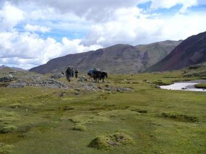 lares