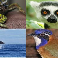Visiter Madagascar, les réponses à vos questions