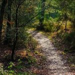 Promenades en forêt de Brocéliande, une parenthèse enchantée…