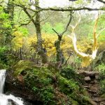 Promenades en forêt de Brocéliande, une parenthèse enchantée…