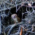 Descente de la Sèvre Nantaise en canoë, une ballade dans une nature verdoyante