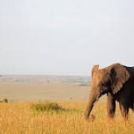 Le Ngorongoro : une destination incontournable en Tanzanie
