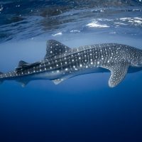 Découvrir la Biodiversité du Mexique en famille